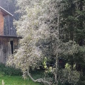 lech17kl