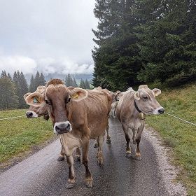schetteregg14kl