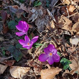 2026_laz_steinle14kl